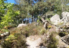 From Bois-le-Roi to Fontainebleau