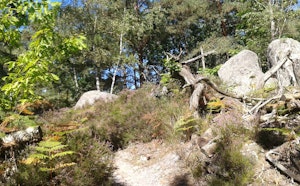 From Bois-le-Roi to Fontainebleau