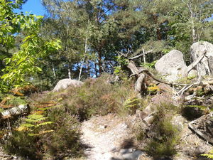 De Bois-le-Roi à Fontainebleau