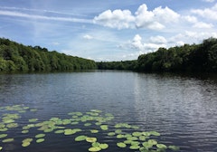 Crossing the Chantilly forest