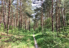 Forêt d'Ermenonville