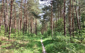 Forêt d'Ermenonville