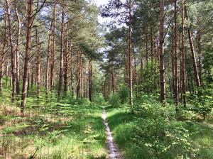 Forêt d'Ermenonville