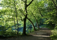 Forêt de Meudon