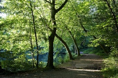 Forêt de Meudon