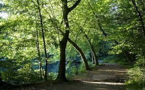 Forêt de Meudon