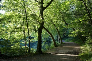 Forêt de Meudon