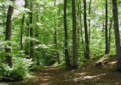 Forêt de Sénart