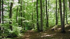 Forêt de Sénart