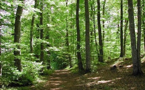 Forêt de Sénart
