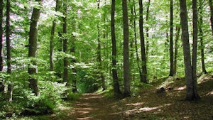 Forêt de Sénart