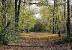 Forêt de Saint-Germain