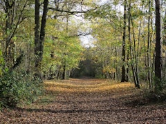 Forêt de Saint-Germain