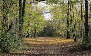 Forêt de Saint-Germain
