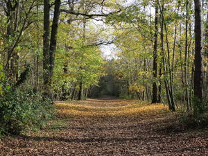 Forêt de Saint-Germain