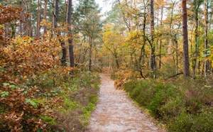 From Fontainebleau to Bourron-Marlotte