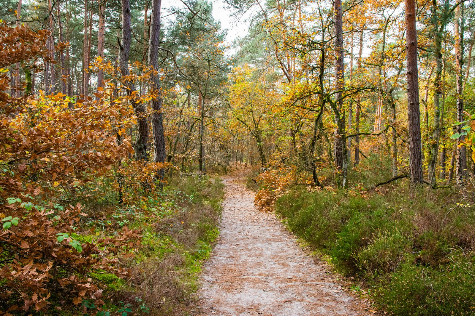De Fontainebleau à Bourron-Marlotte