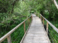 Roselière de Maincourt