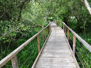 Roselière de Maincourt