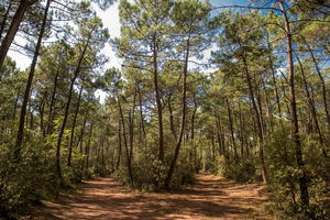 Côte Sauvage d'Olonne