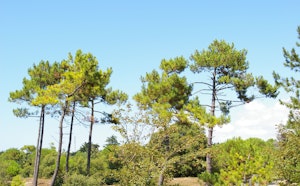 Forêt de Monts