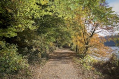 Forêt de Mervent