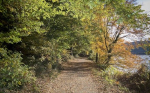 Forêt de Mervent
