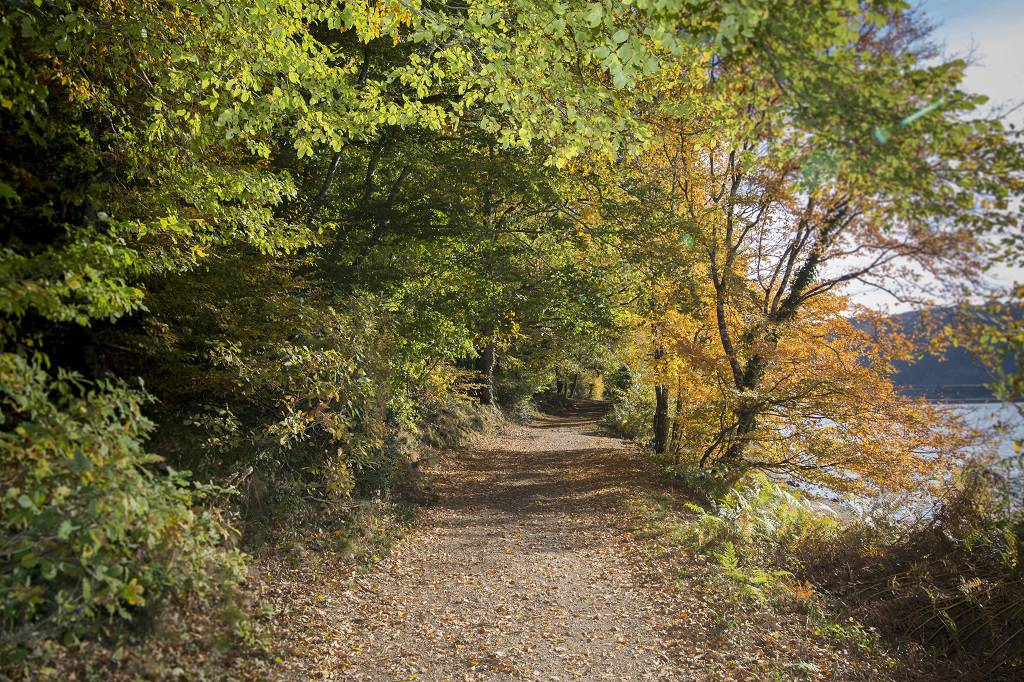 Forêt de Mervent