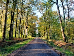 Forêt du Gâvre