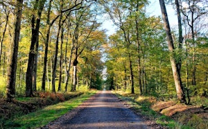 Forêt du Gâvre