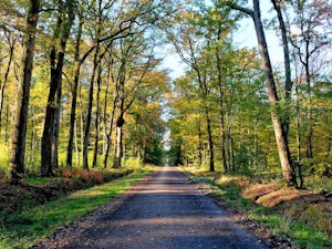 Forêt du Gâvre