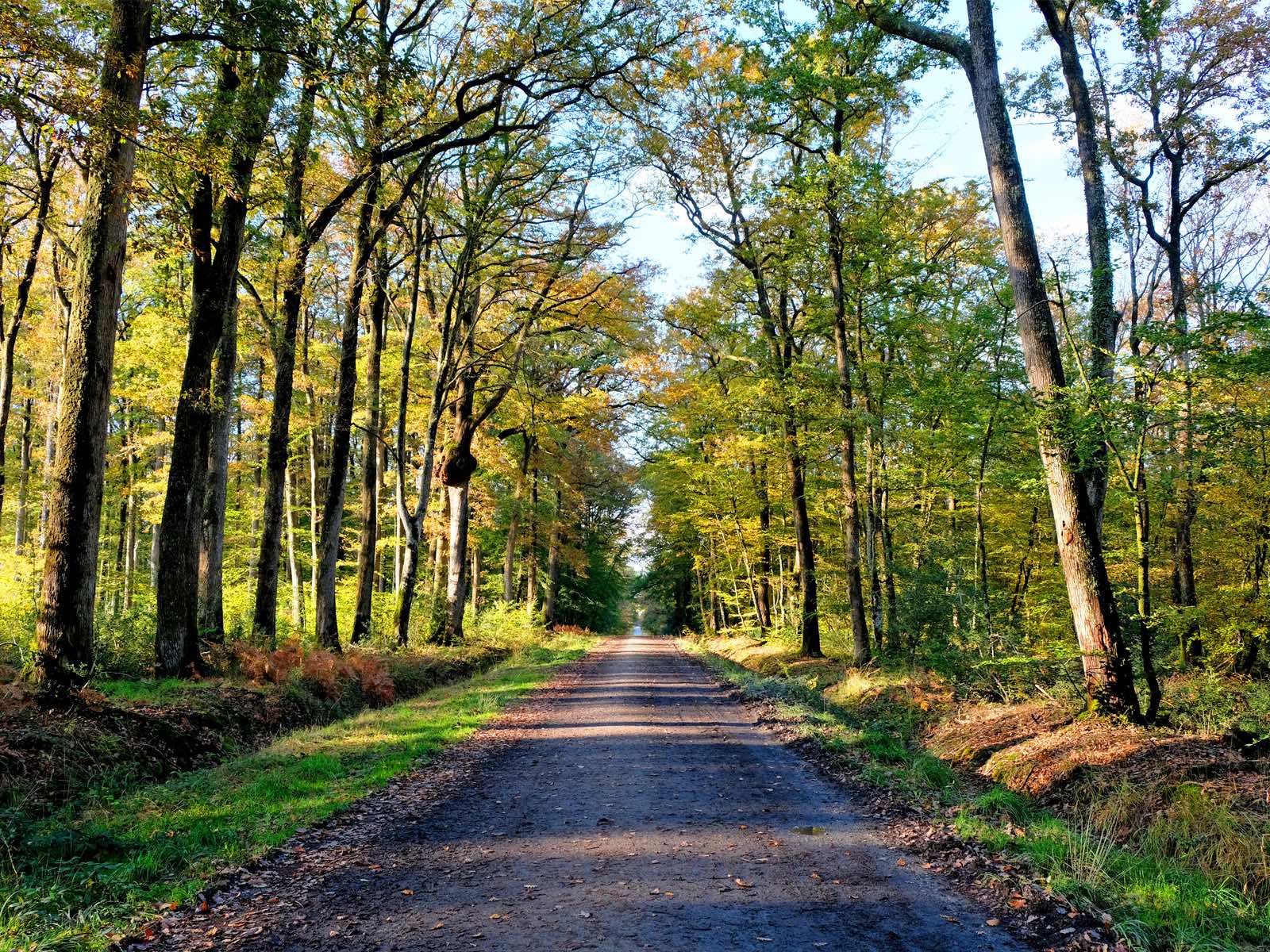 Forêt du Gâvre