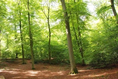 Forêt de Brotonne