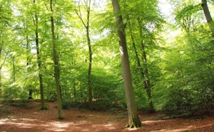 Forêt de Brotonne