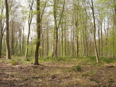 Forêt de Roumare