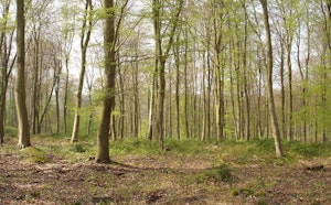 Forêt de Roumare