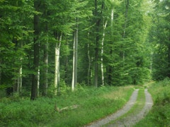 Forêt Verte