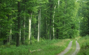 Forêt Verte