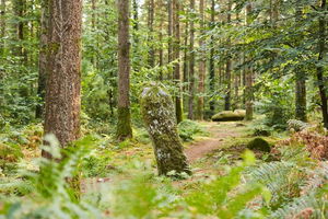 Circuit de l'Étoile