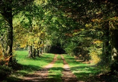 Forêt de Beffou