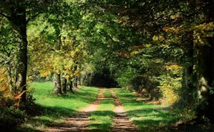 Forêt de Beffou