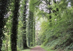 Forêt de Coat An Noz