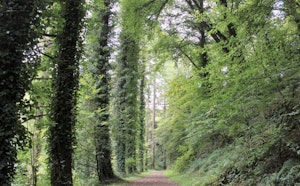 Forêt de Coat An Noz