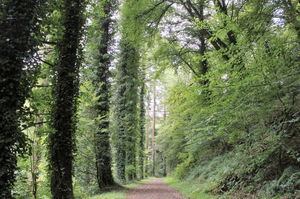 Forêt de Coat An Noz