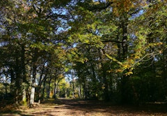 Forêt de Rennes