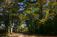 Forêt de Rennes