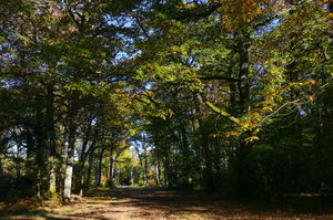 Forêt de Rennes