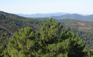 Chartreuse de la Verne Crest