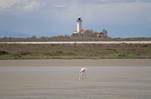 Étangs de Camargue