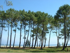 Forêt de Biscarrosse Plage